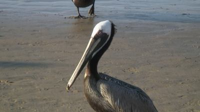 Rincon is full of wildlife like this pelican