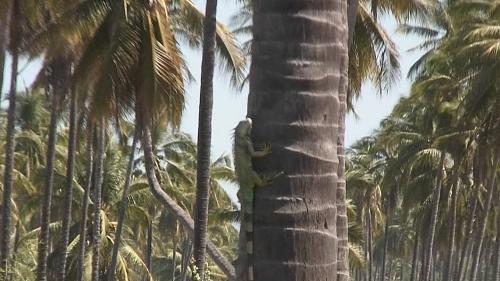 Iguana scurries up a palm on the road to Tenacatita