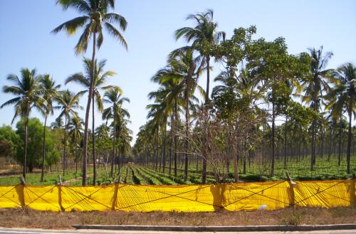 Colima palm plantation