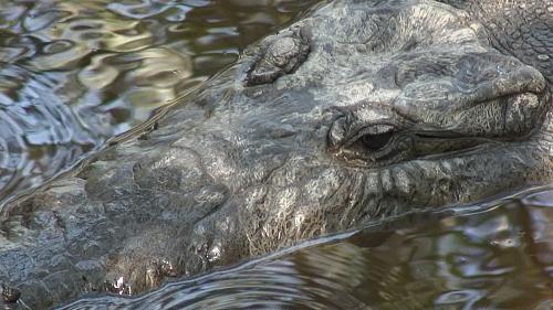 Crocodile at Eco Reserve in La Manzanilla, Tenacatita Bay