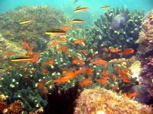 coral reef diving at playa Mora, Tenacatita Bay