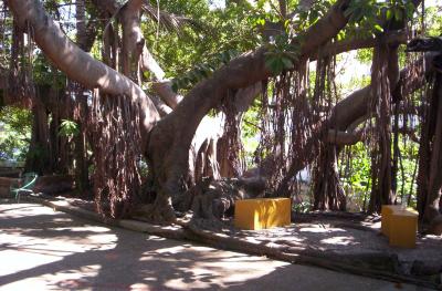 Puerto Vallarta - Strangler tree on Isla de Cuale