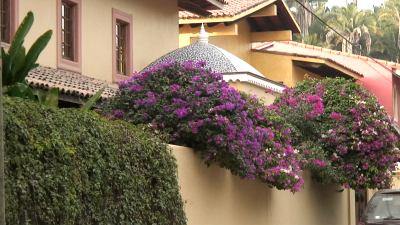 Bougainvillea, an evergreen vine drapes iteslf over a wall