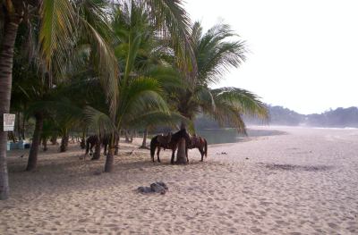 San Francisco beach with horses, palm grove and lagoon