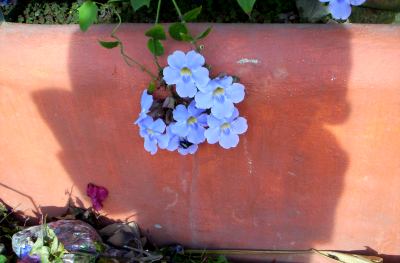 flowers growing in Sayulita