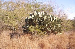 Thorn bush and cactus on the Costalegre